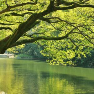 L’arbre de vie celtique et sa signification