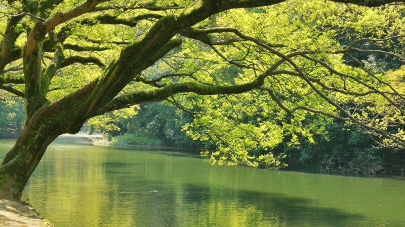 L’arbre de vie celtique et sa signification