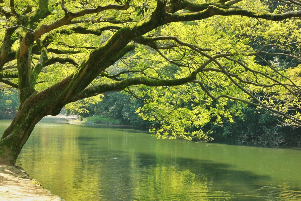 L’arbre de vie celtique et sa signification