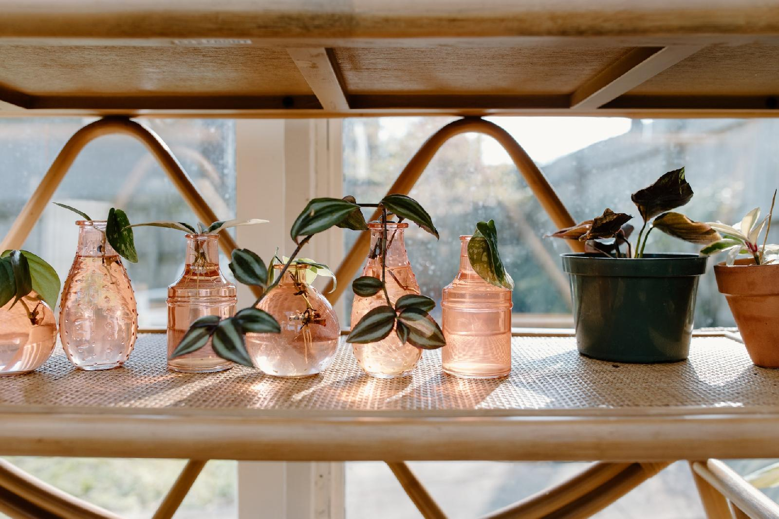 Decouvrir l’univers des plantes aquatiques pour embellir votre jardin